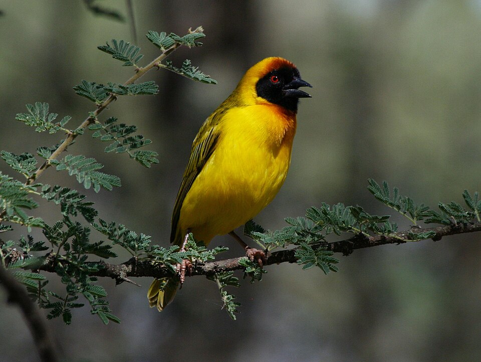 Vitelline Masked Weaver