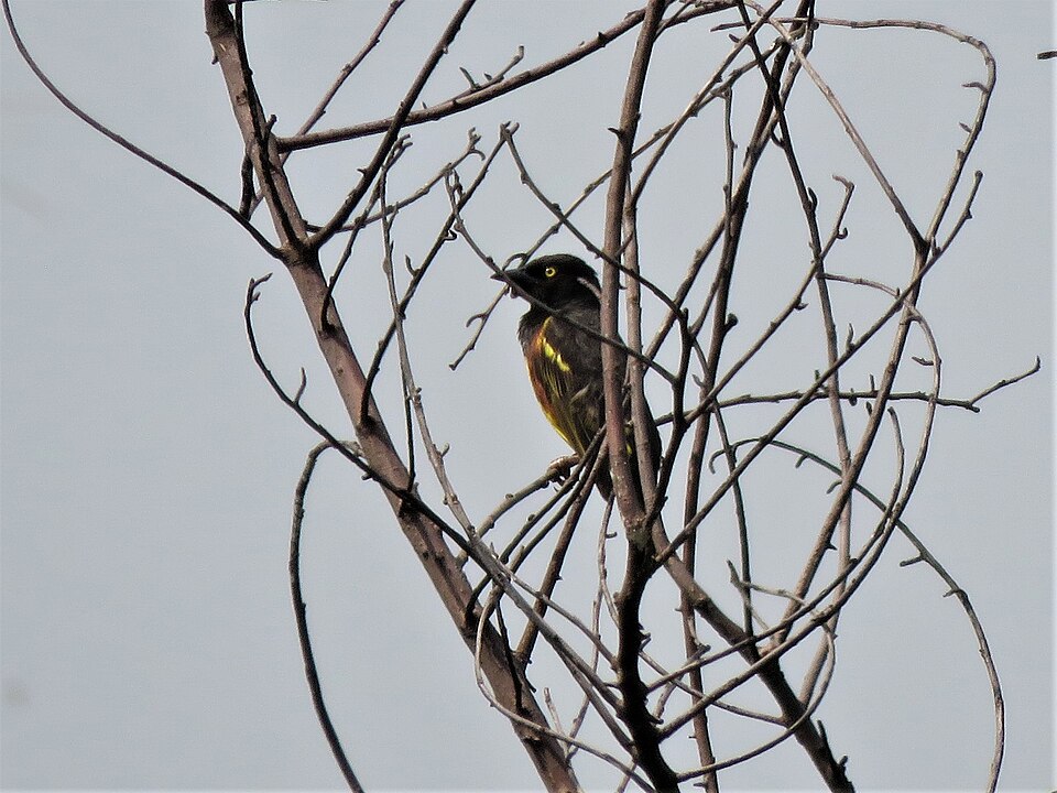 Weyns's Weaver