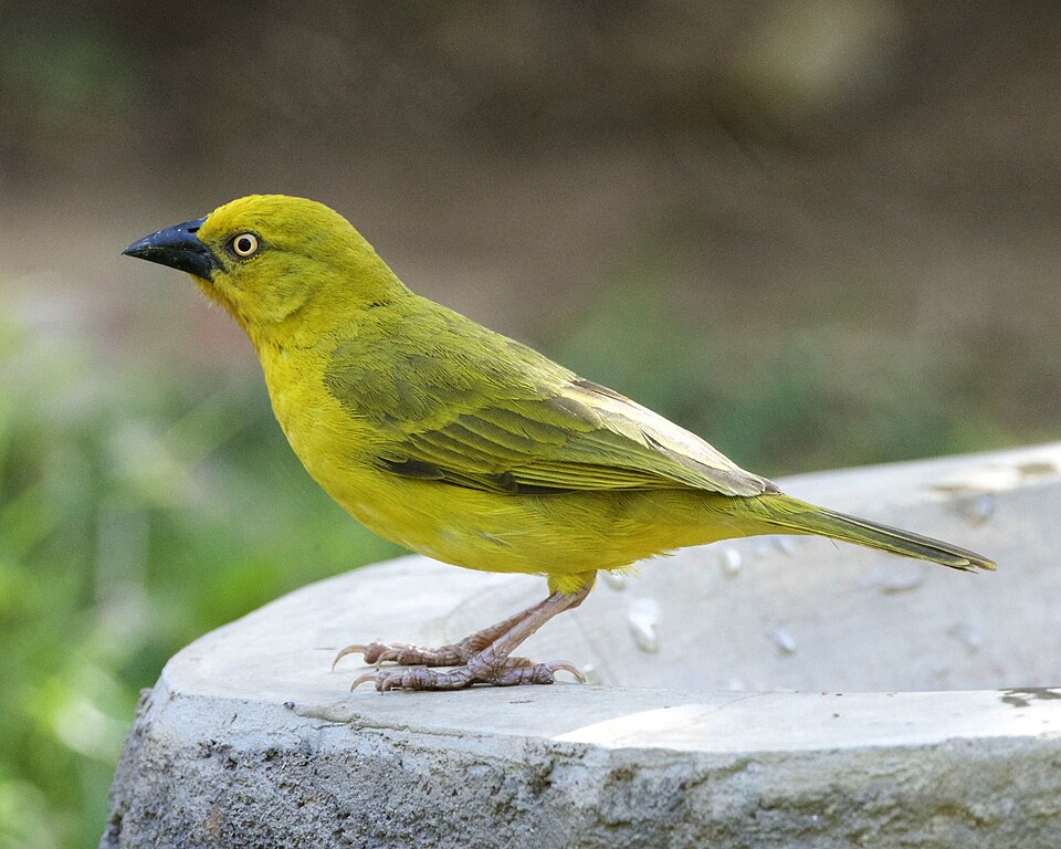 Holub's Golden Weaver
