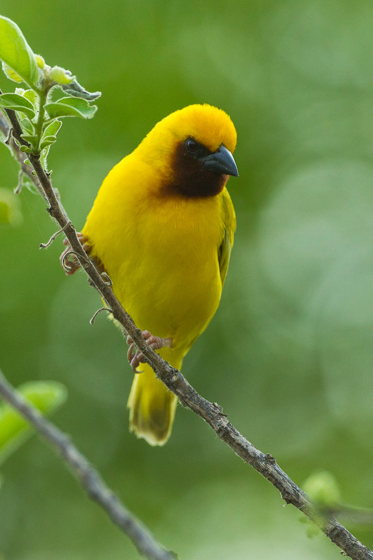Southern Brown-throated Weaver