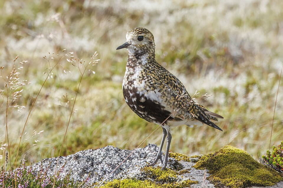 European Golden Plover
