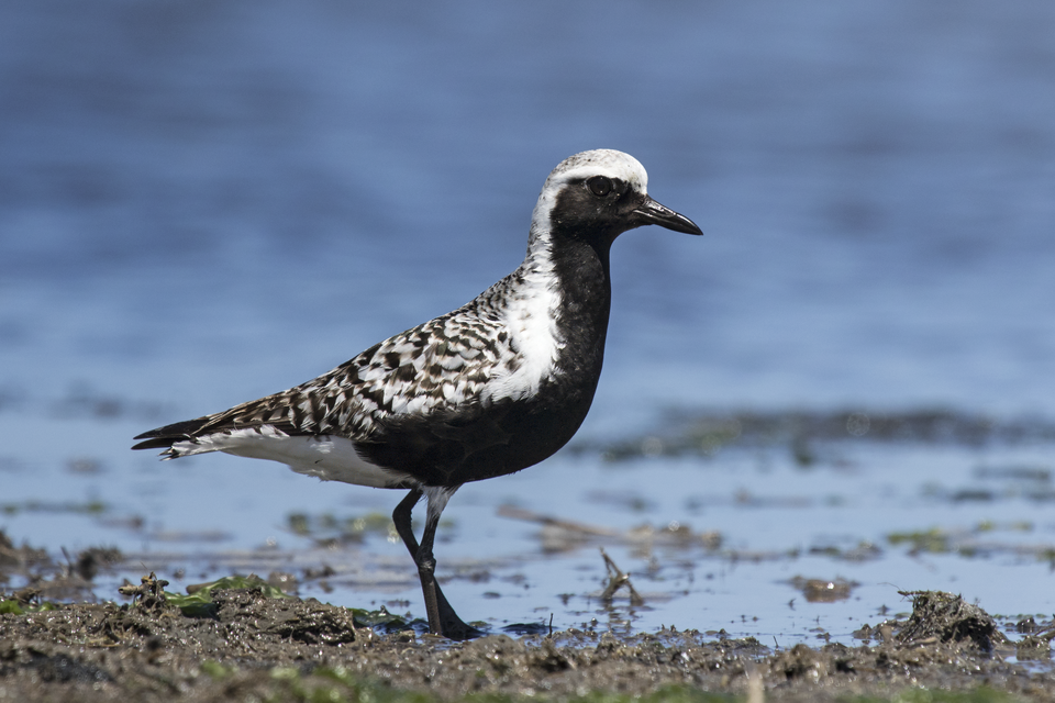 Grey Plover