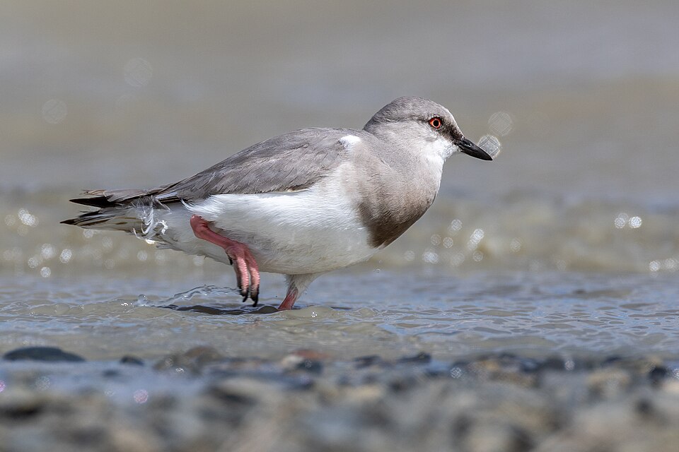 Magellanic Plover