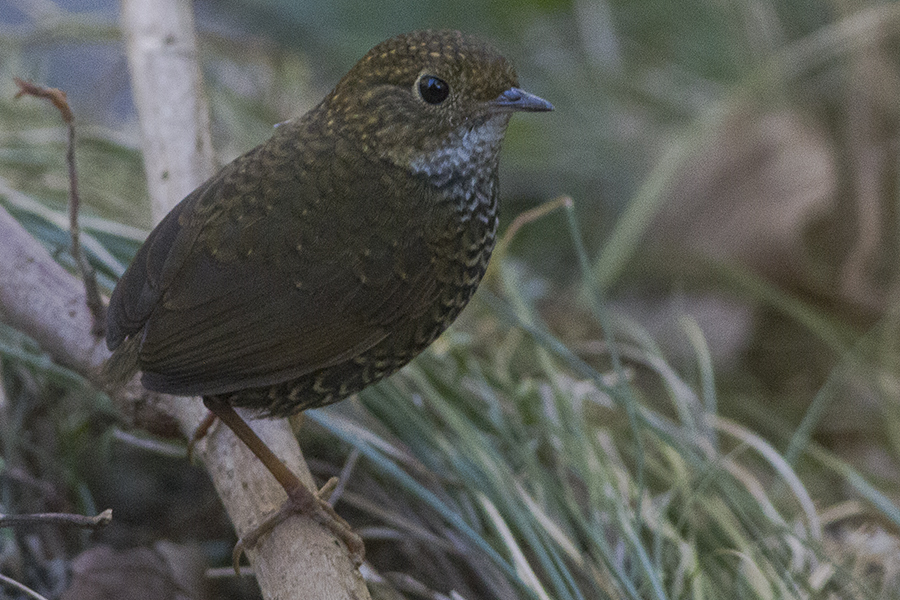Scaly-breasted Cupwing