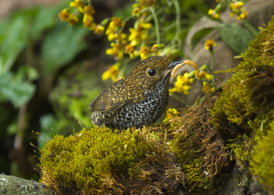Taiwan Cupwing