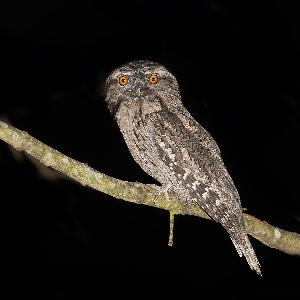 Tawny Frogmouth