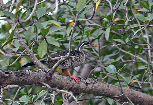 African Finfoot
