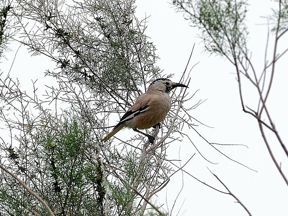 Biddulph's Ground Jay