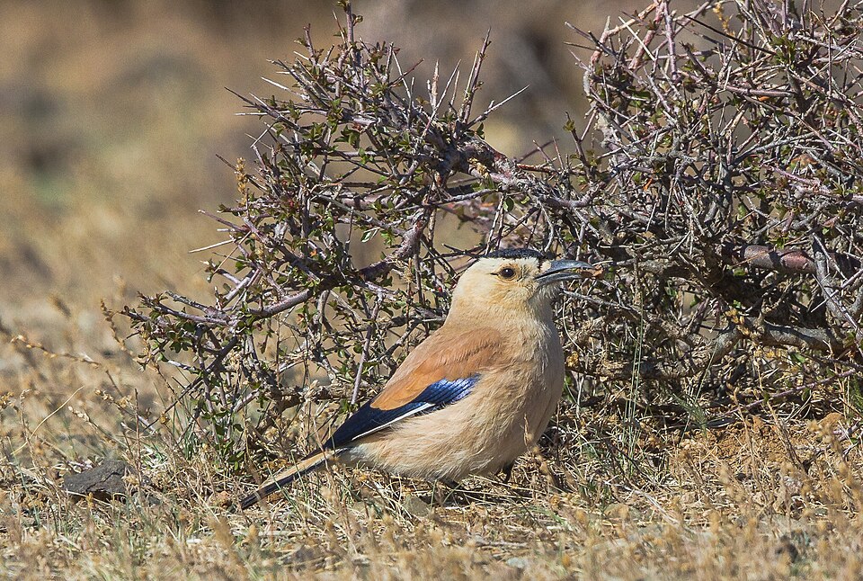 Henderson's Ground Jay