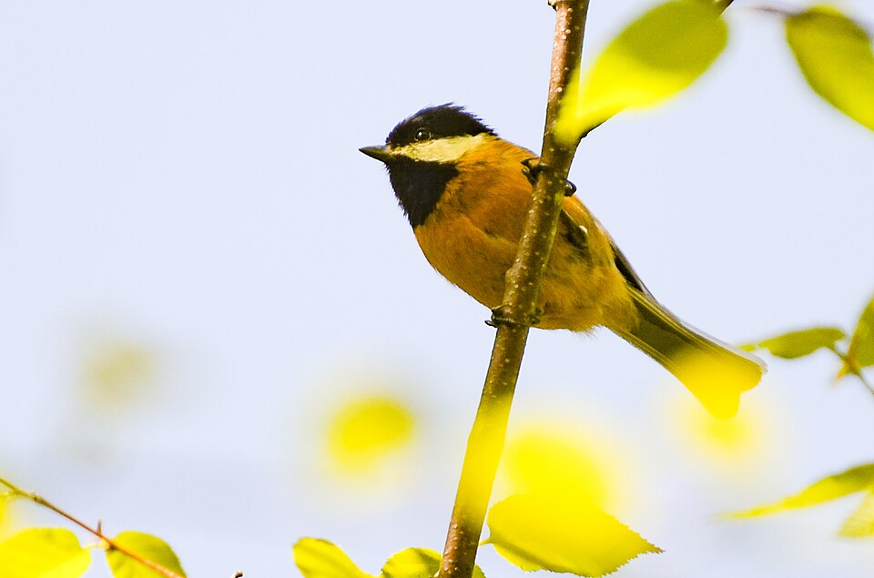 Pere David's Tit