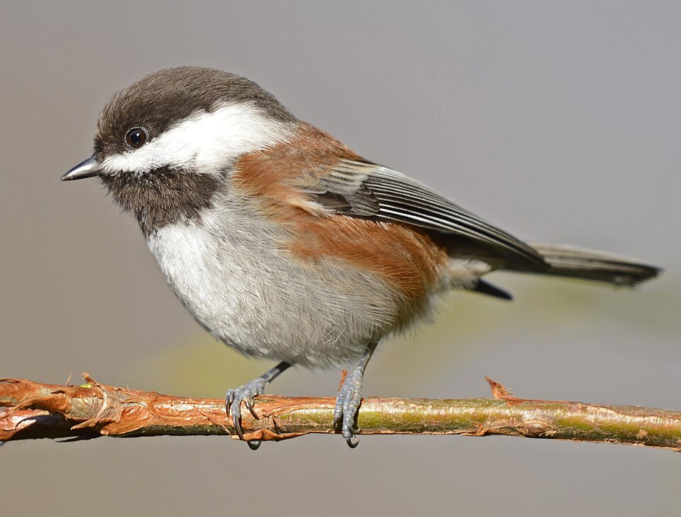 Chestnut-backed Chickadee