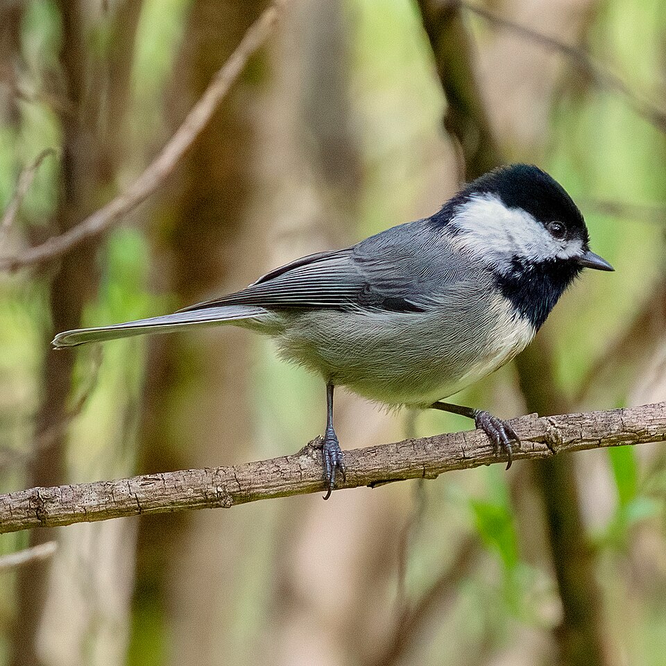 Mexican Chickadee