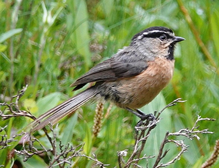 White-browed Tit