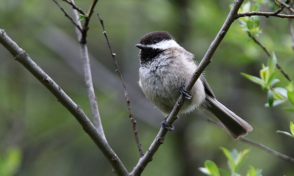 Sichuan Tit