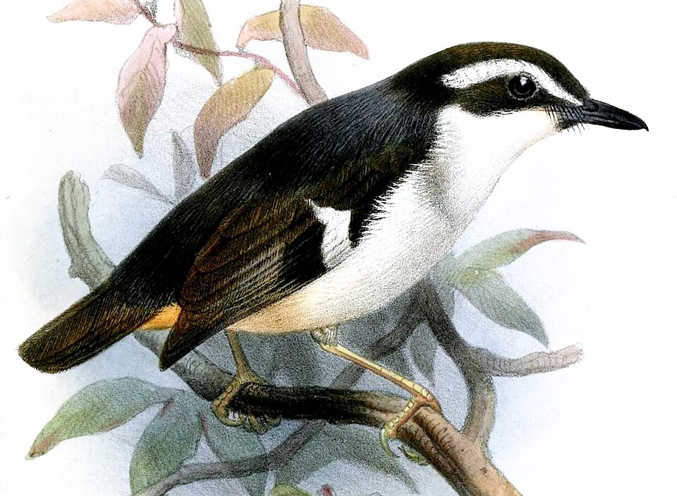 Black-chinned Robin