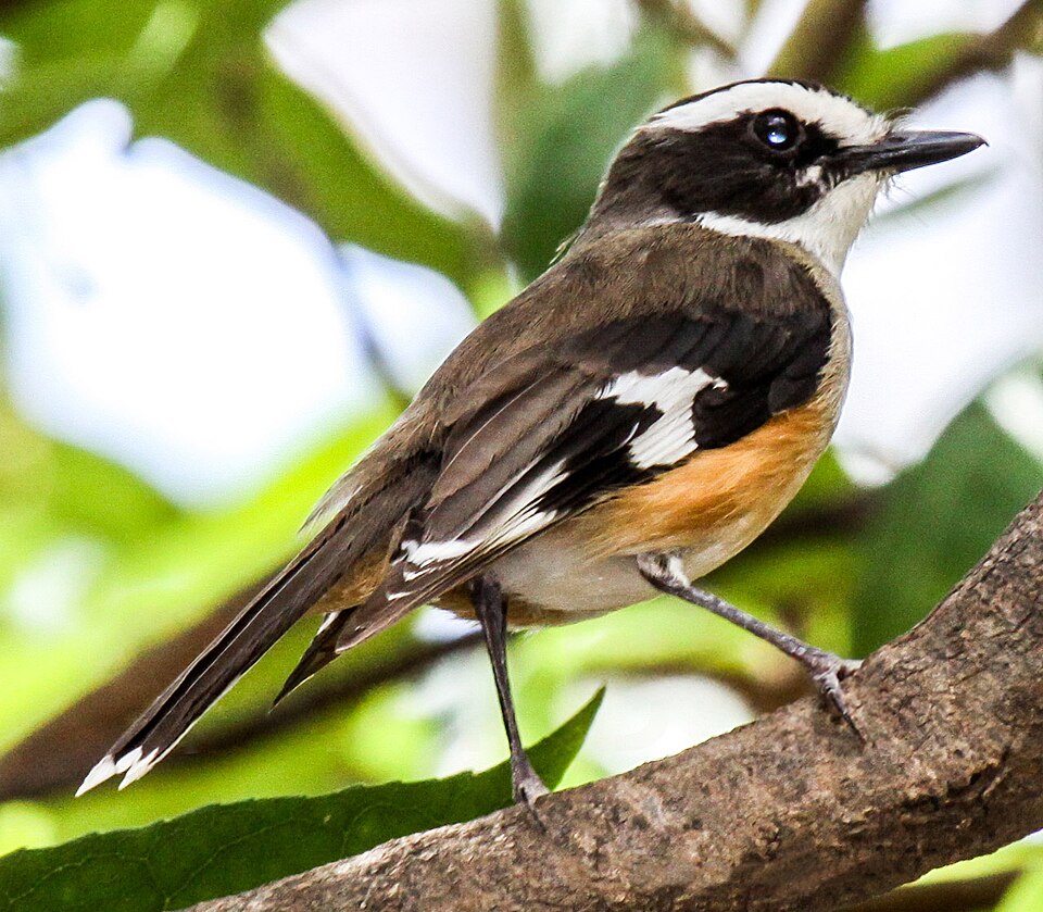 Buff-sided Robin