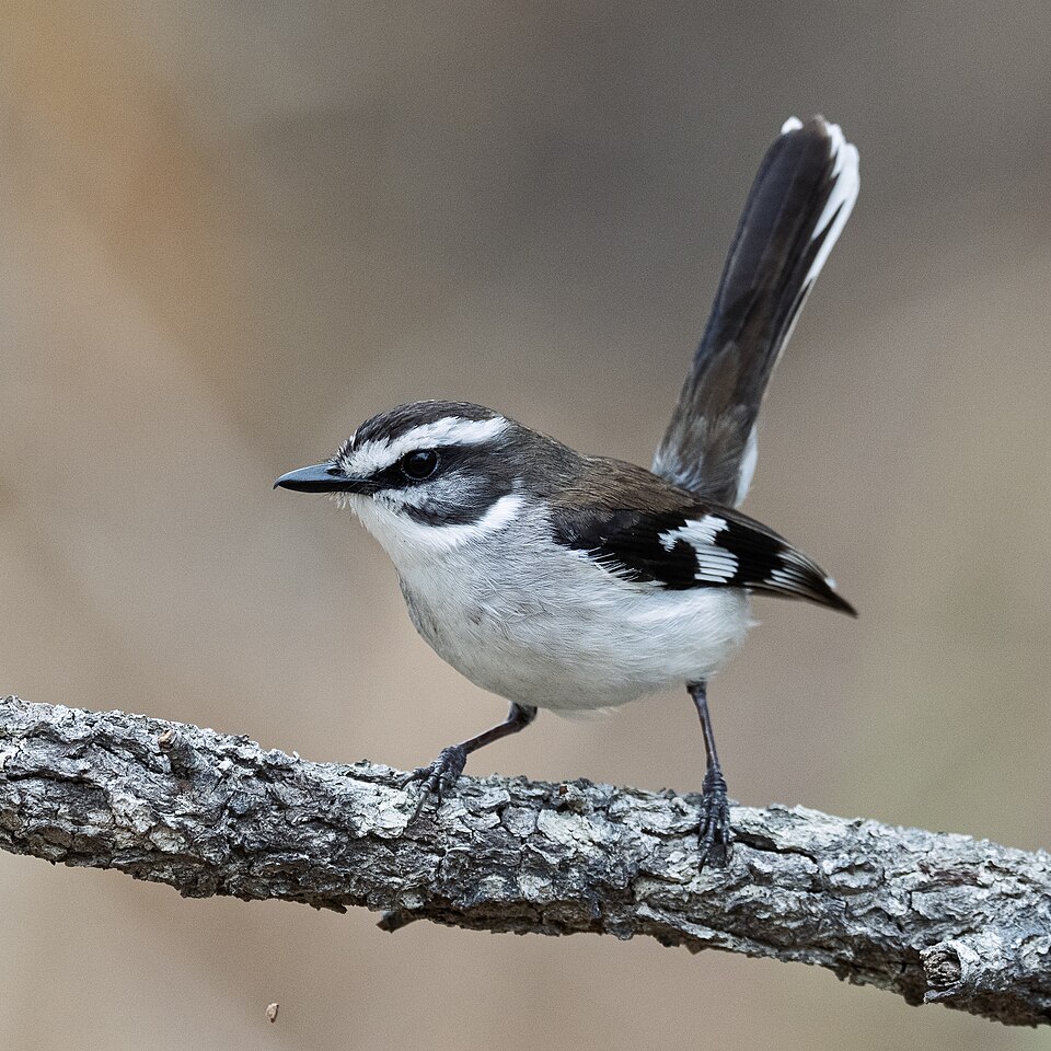 White-browed Robin