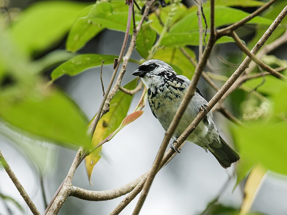 Grey-and-gold Tanager