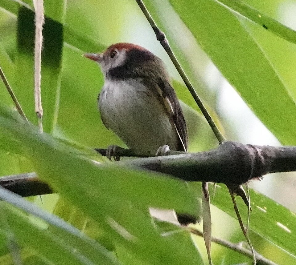 White-cheeked Tody-Flycatcher