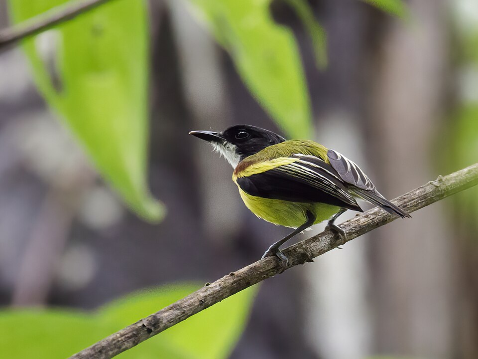 Golden-winged Tody-Flycatcher