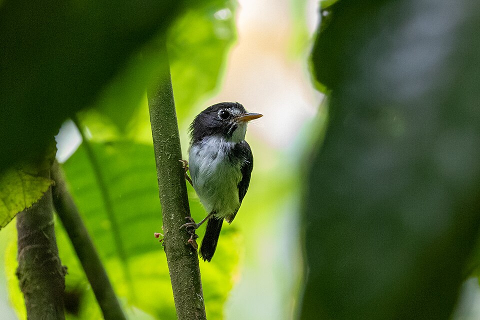 Black-and-white Tody-Flycatcher