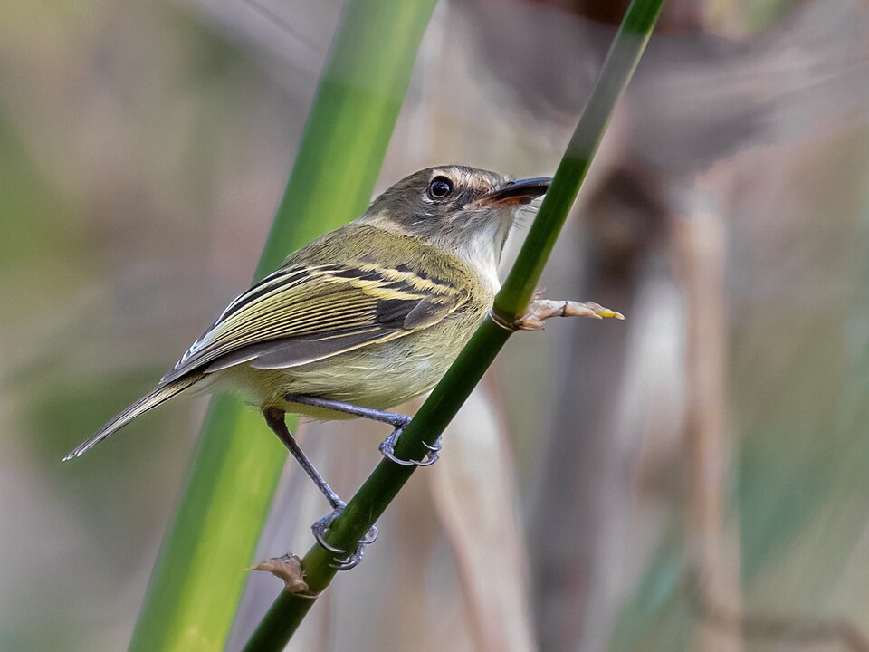 Smoky-fronted Tody-Flycatcher