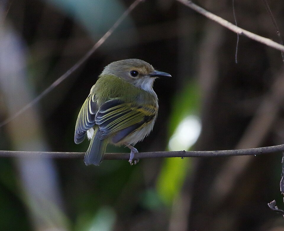 Rusty-fronted Tody-Flycatcher