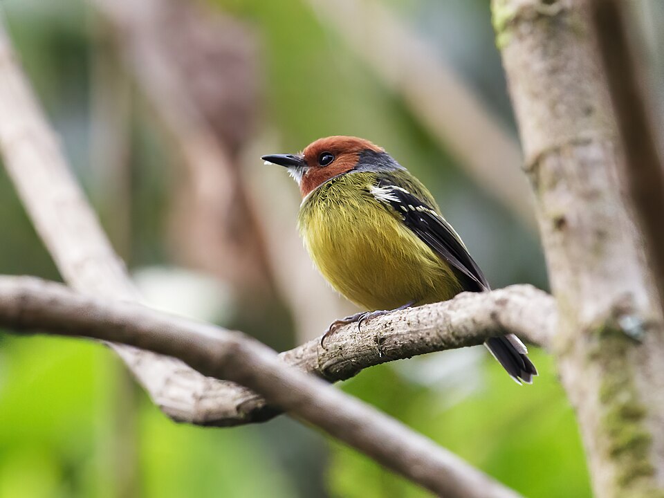 Lulu's Tody-Flycatcher