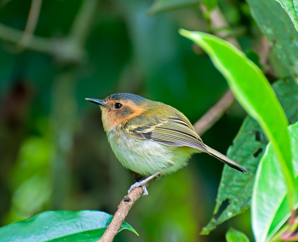 Ochre-faced Tody-Flycatcher