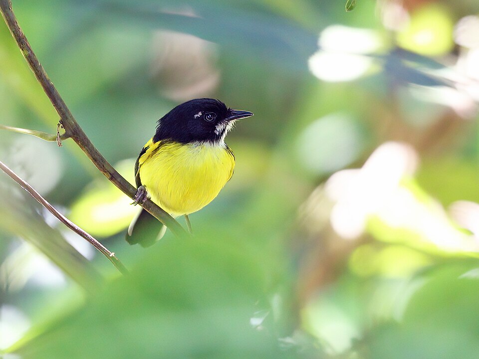 Black-backed Tody-Flycatcher
