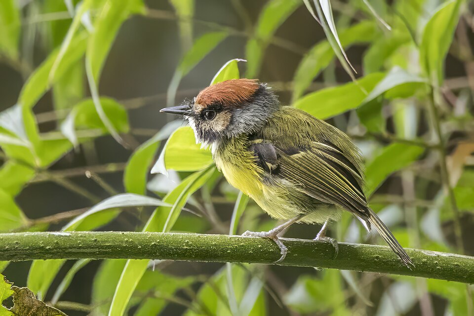 Rufous-crowned Tody-Flycatcher
