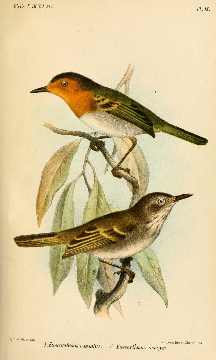 Ruddy Tody-Flycatcher