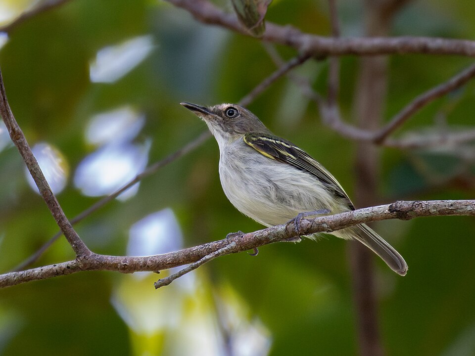 Buff-cheeked Tody-Flycatcher