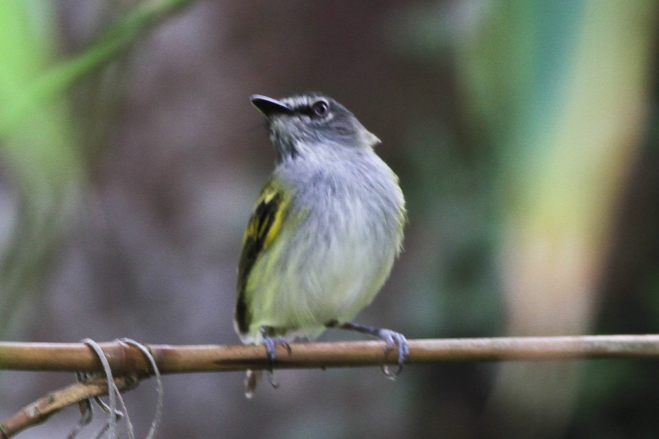 Slaty-headed Tody-Flycatcher