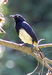 Abbott's Starling