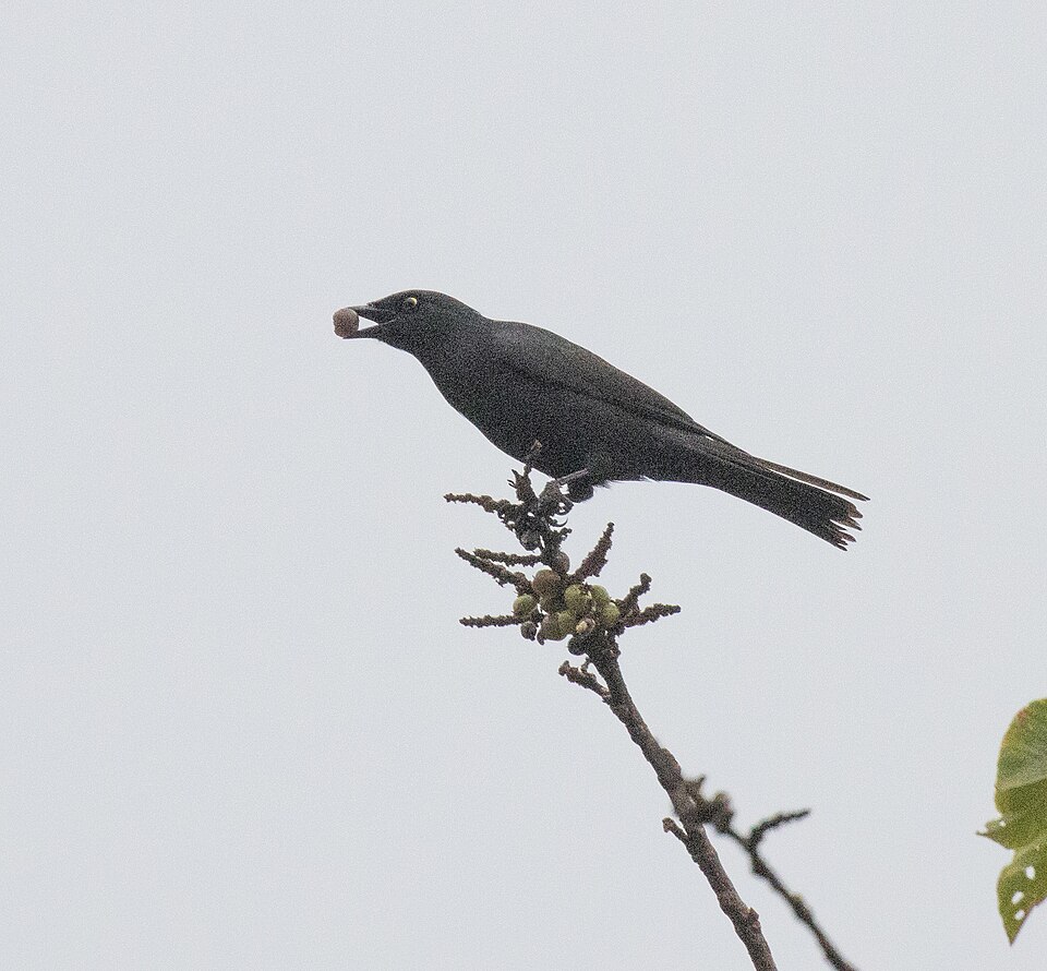 Kenrick's Starling