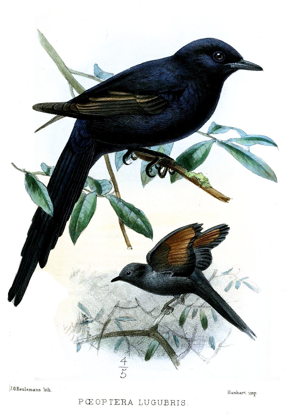 Narrow-tailed Starling