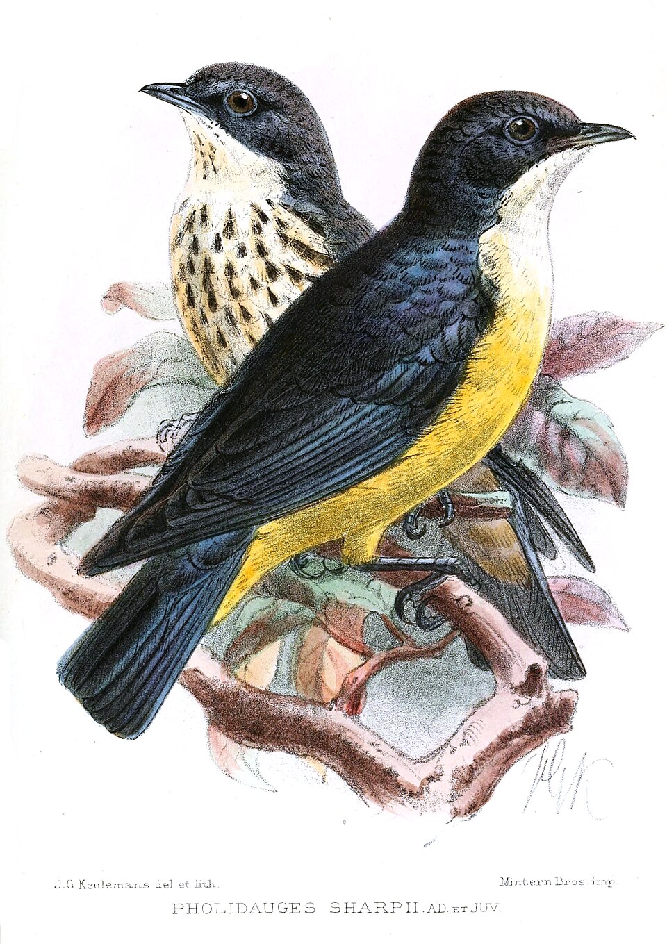 Sharpe's Starling