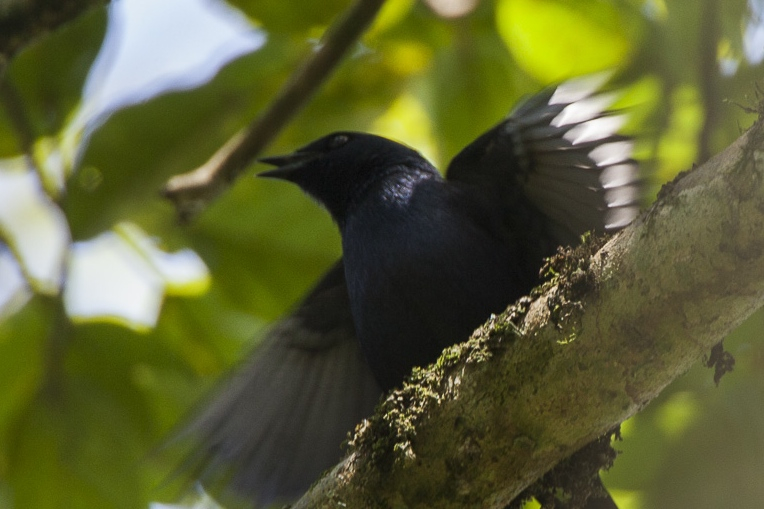 Stuhlmann's Starling
