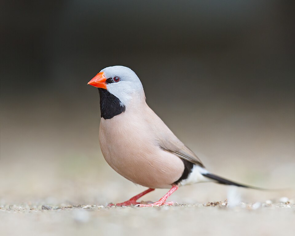 Long-tailed Finch