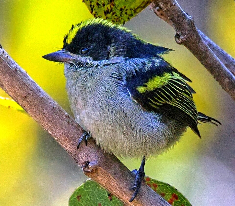 Western Tinkerbird