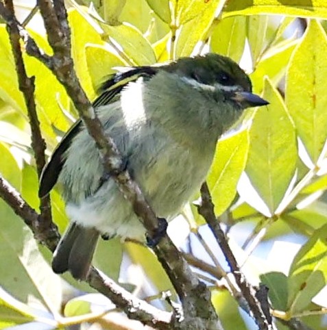 Moustached Tinkerbird