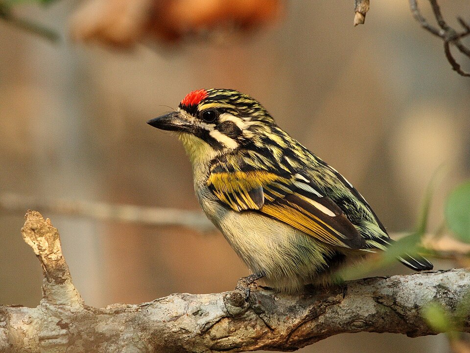 Red-fronted Tinkerbird