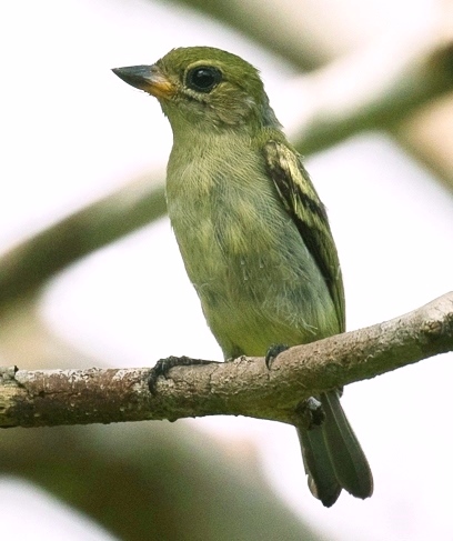 Green Tinkerbird