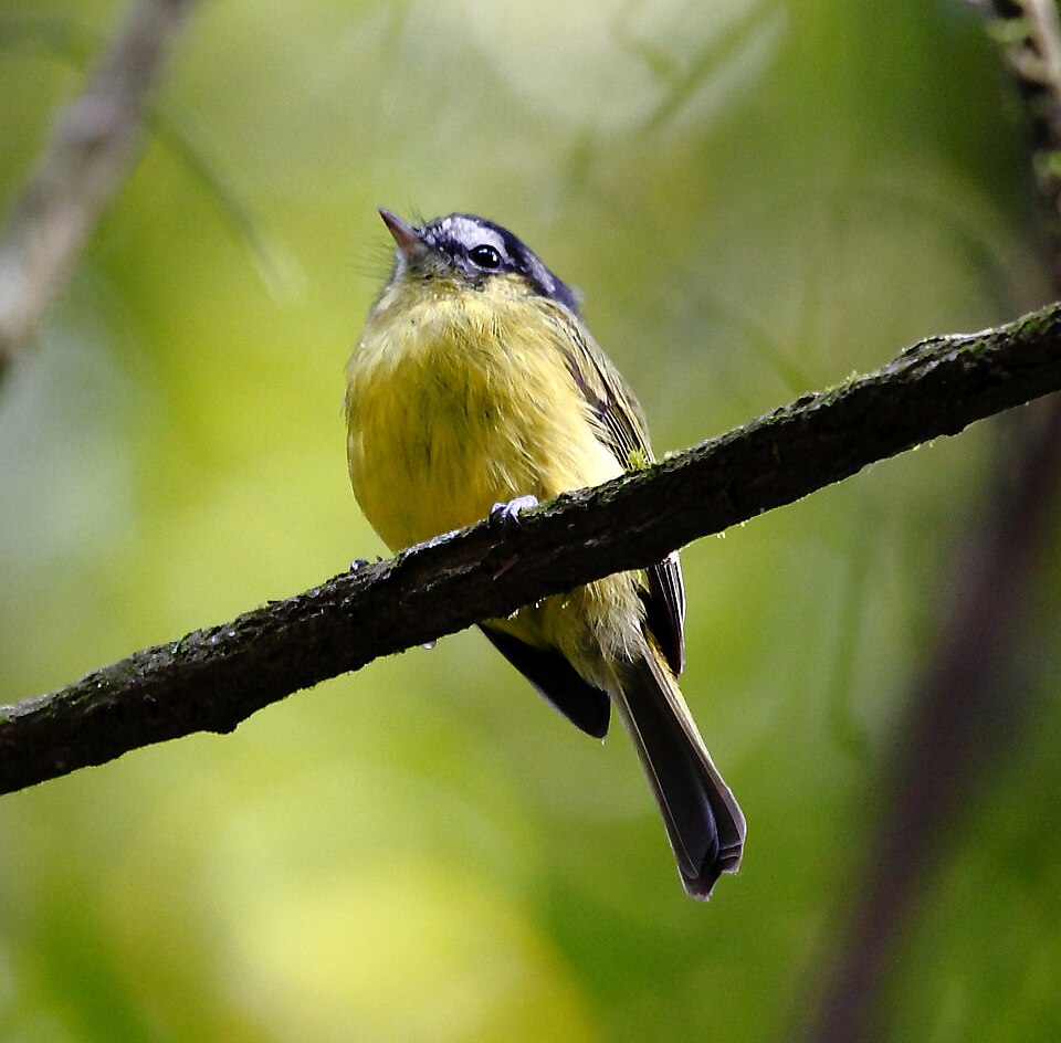 Southern Bristle Tyrant