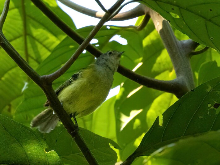Spectacled Bristle Tyrant