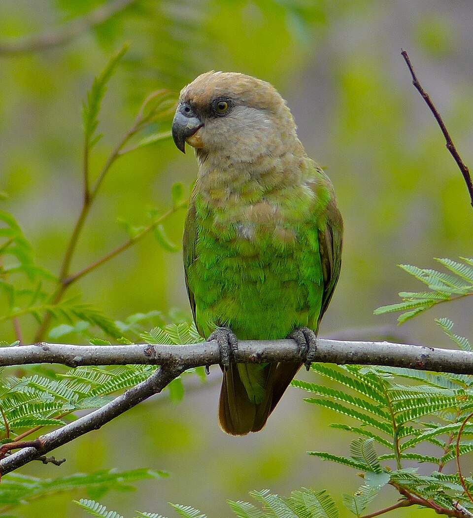 Brown-headed Parrot