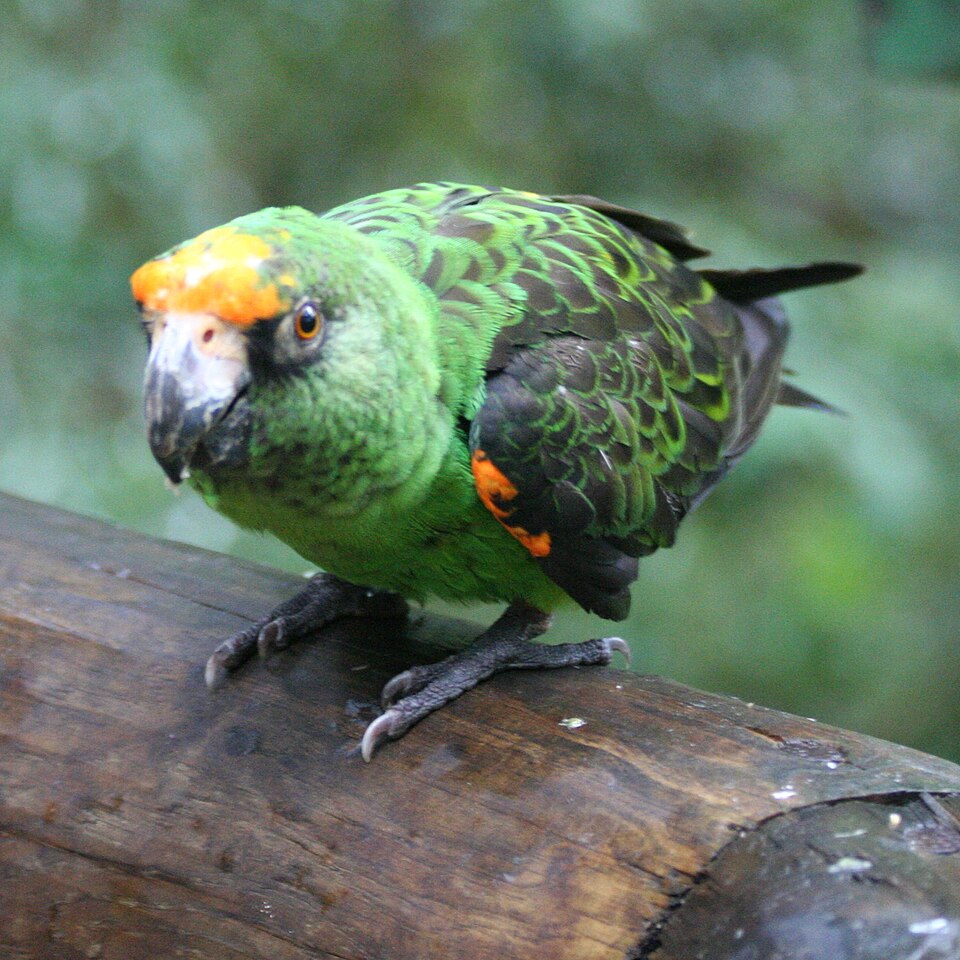 Red-fronted Parrot
