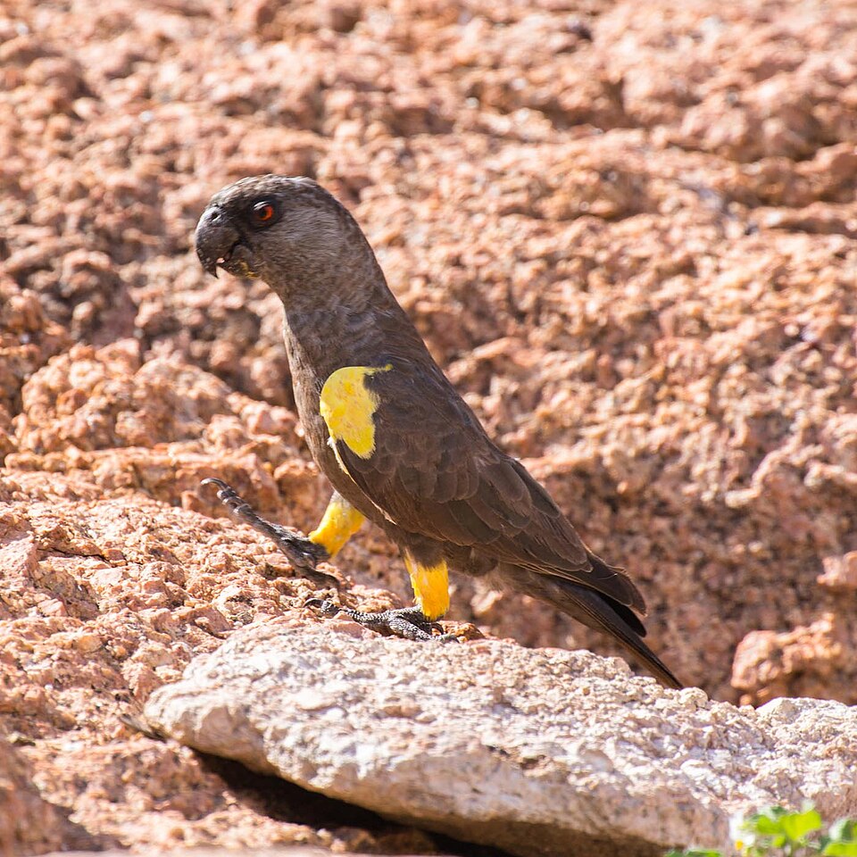 Rüppell's Parrot