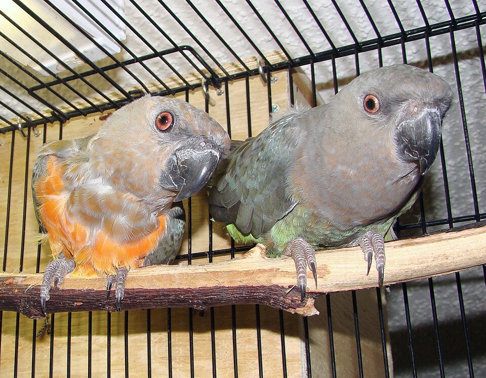 Red-bellied Parrot